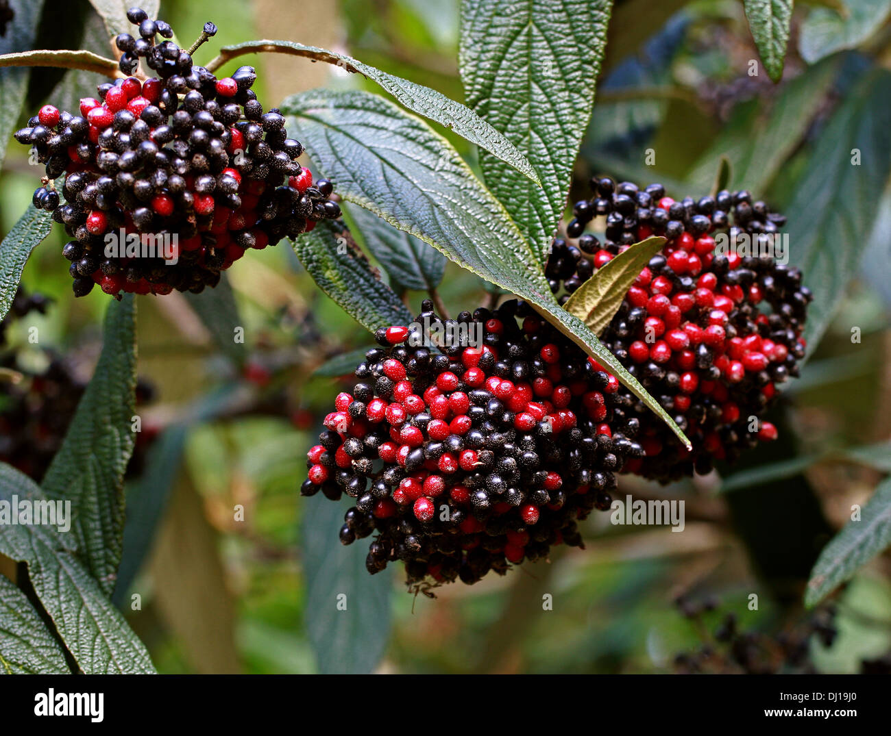 Wayfaring Tree, Hoarwithy Twistwood, arbre, Viburnum lantana repas, Adoxaceae. Baies rouges et noires. Banque D'Images