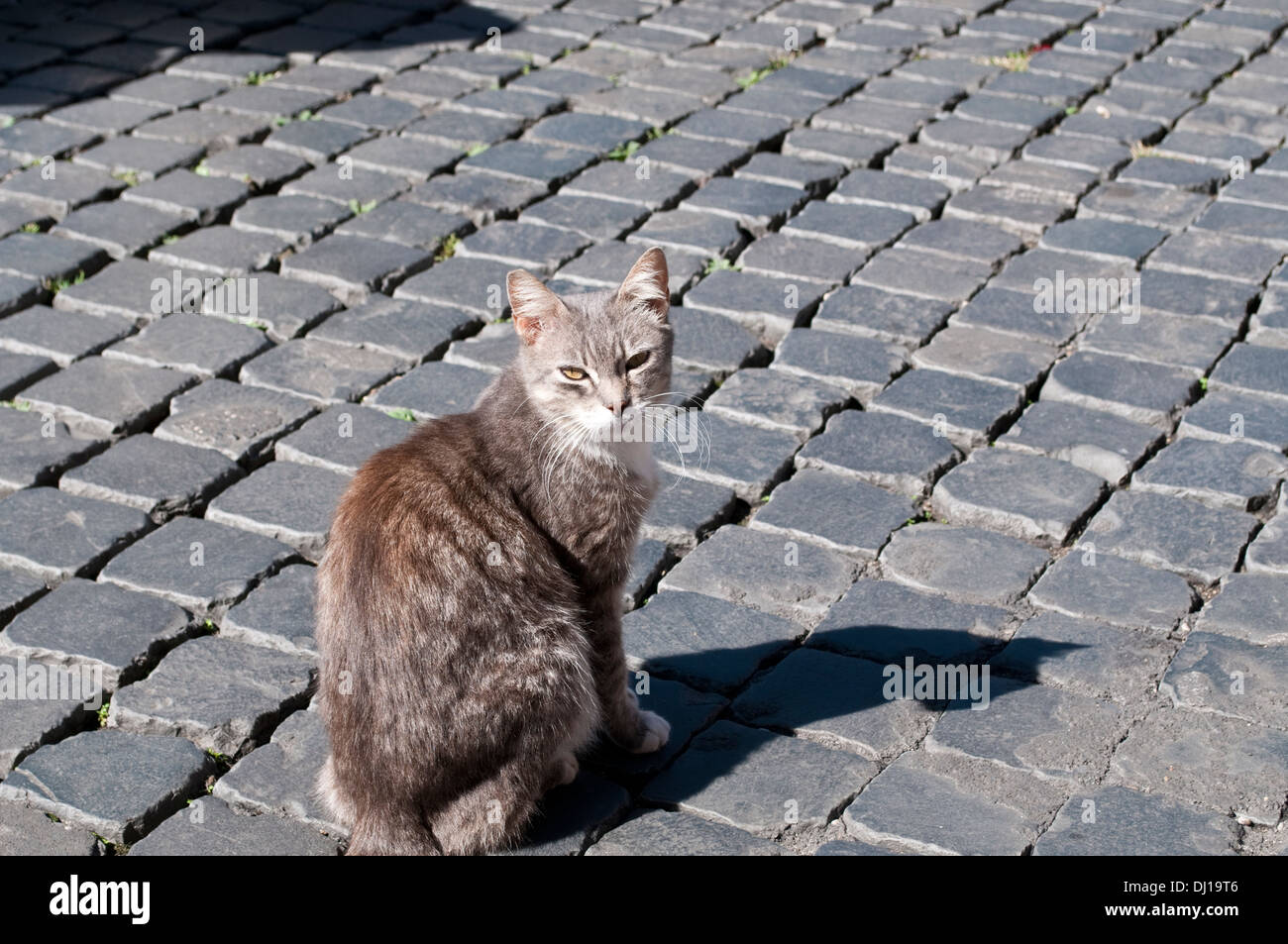 Cat Cat de sanctuaire à Largo di Torre Argentina, Campus Martius, Rome, Italie Banque D'Images
