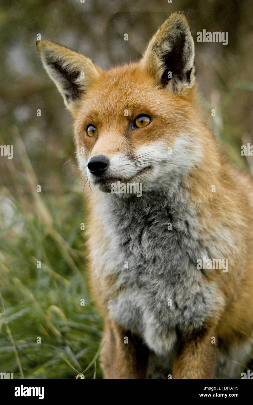 Une photo d'un Fox (Vulpus vulpus) prises à la British Wildlife Centre, Surrey, Angleterre. Banque D'Images