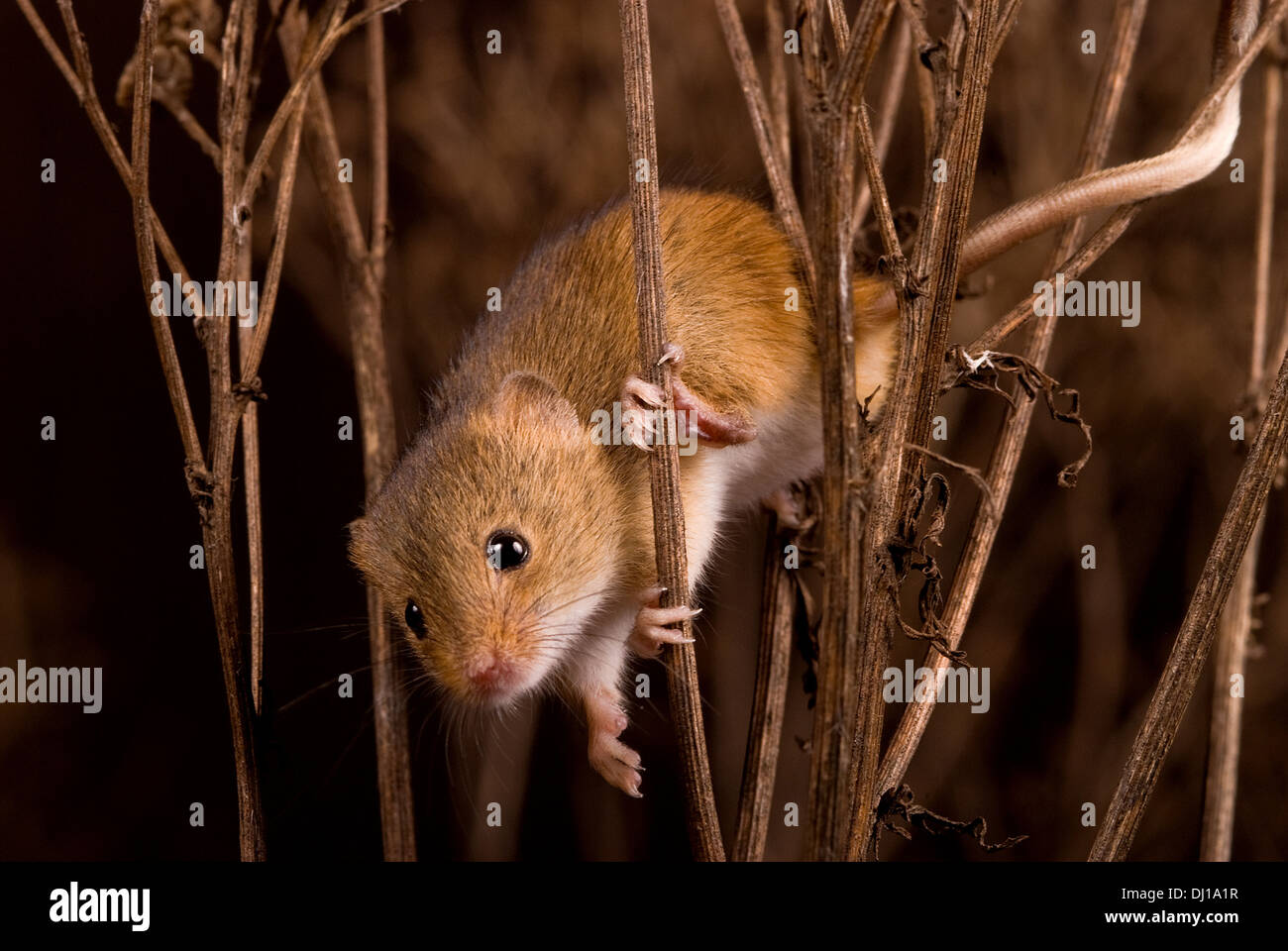 Un champ souris (Apodemus sylvaticus) prises avec éclairage studio à la British Wildlife Centre, Surrey, Angleterre. Banque D'Images