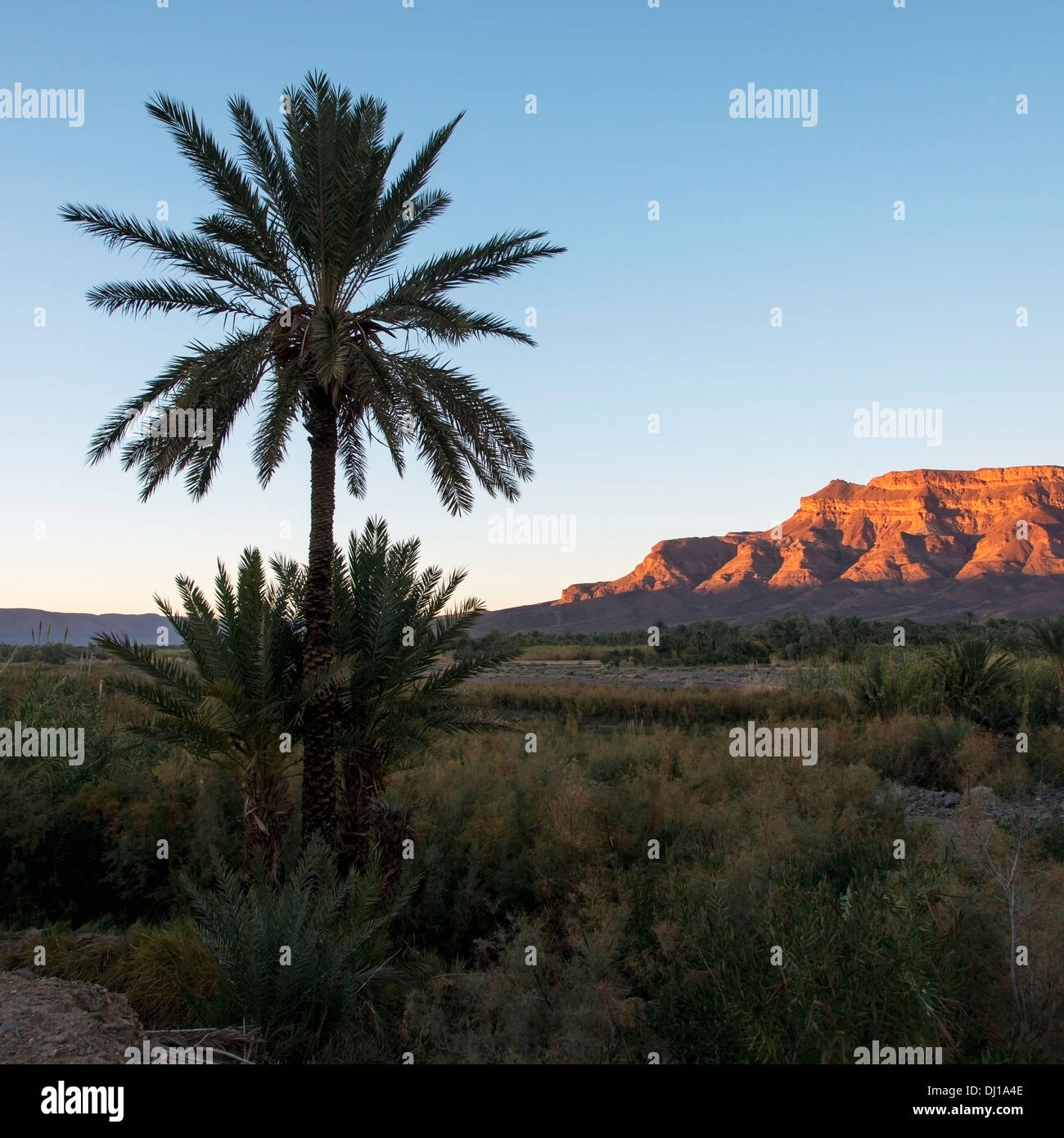 Un paysage avec des falaises rocheuses et un palmiers au coucher du soleil Banque D'Images