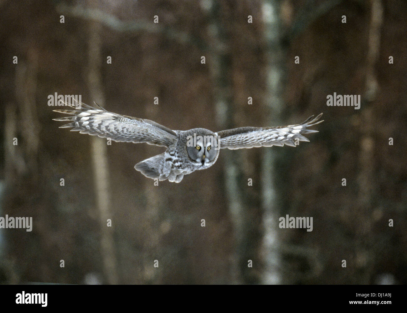 - Chouette lapone Strix nebulosa Banque D'Images