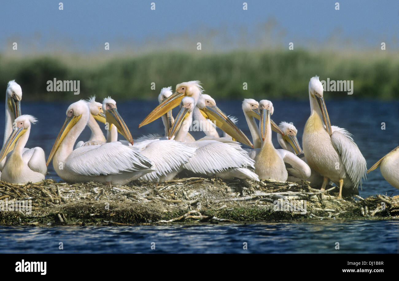 Pélican blanc - Pelecanus onocrotalus Banque D'Images