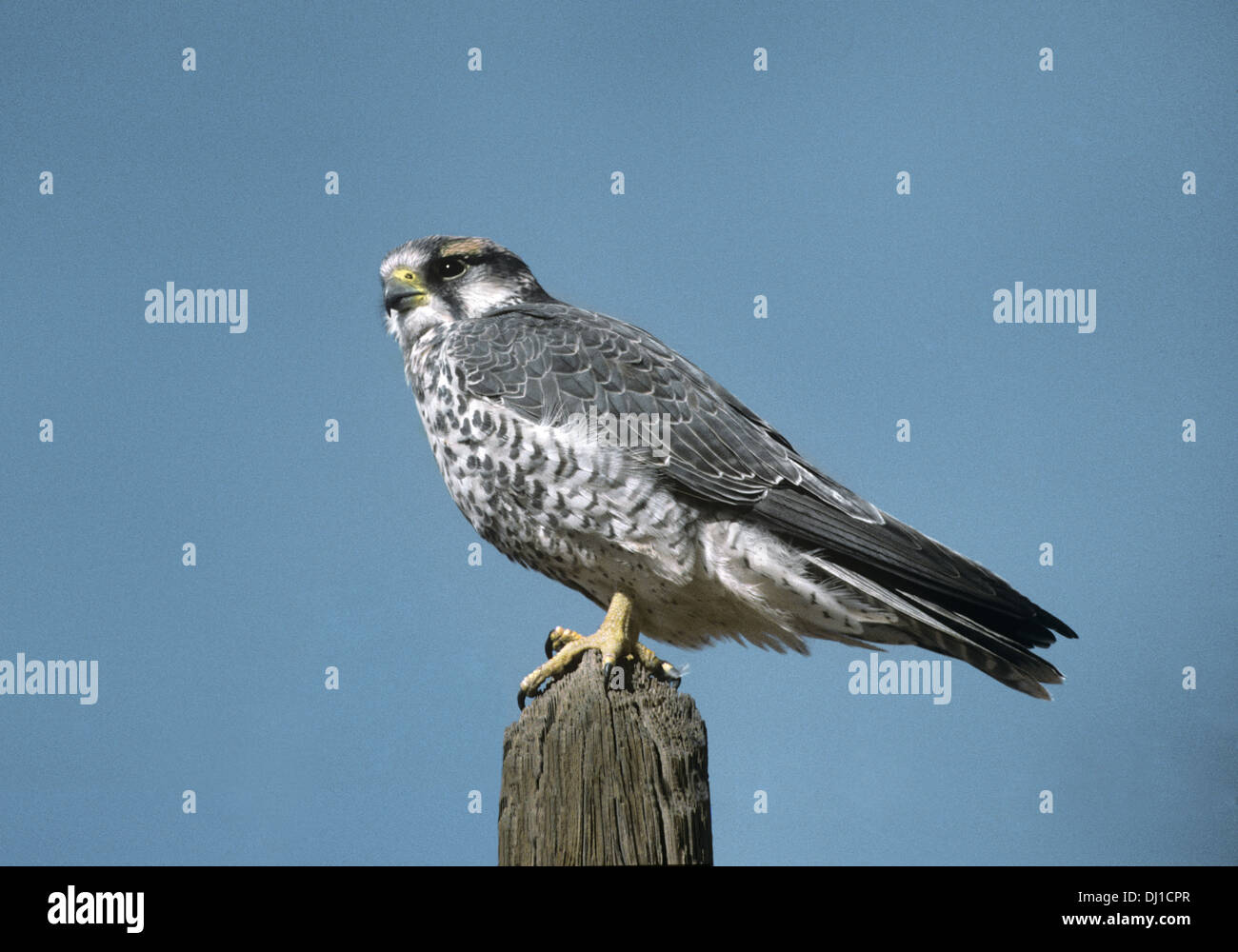 Falco biarmicus - Lanner Falcon Banque D'Images