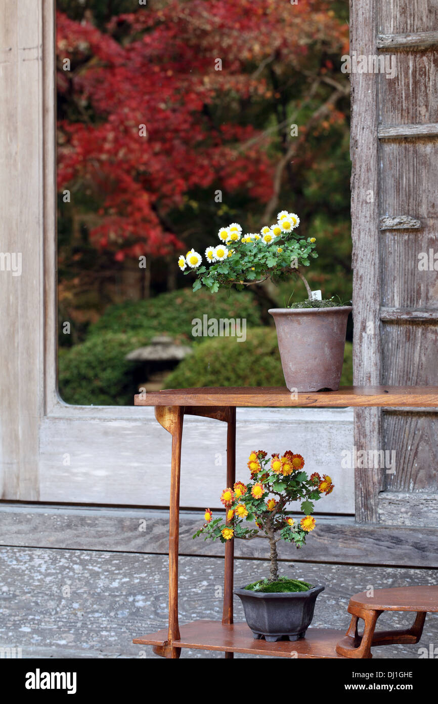 Bonsai fleur et arbre dans un pot en céramique Banque D'Images