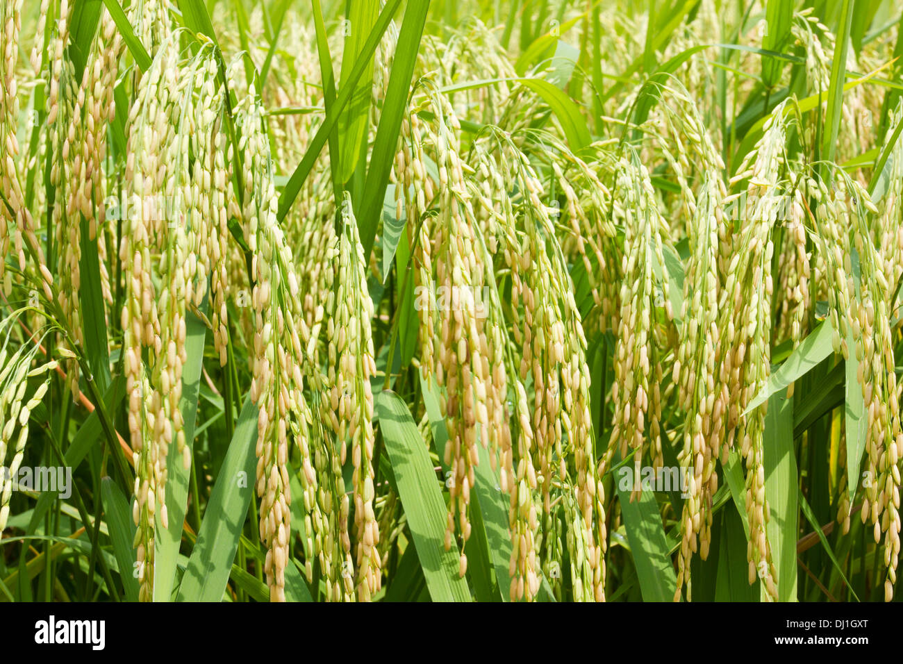 Grains de riz champ près de la récolte Banque D'Images