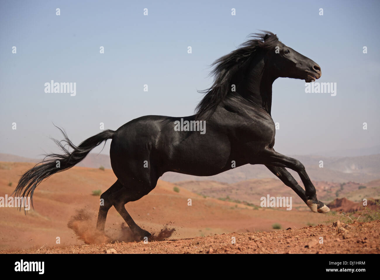 Arabian-Barb Arab-Barb étalon noir désert galopant Banque D'Images