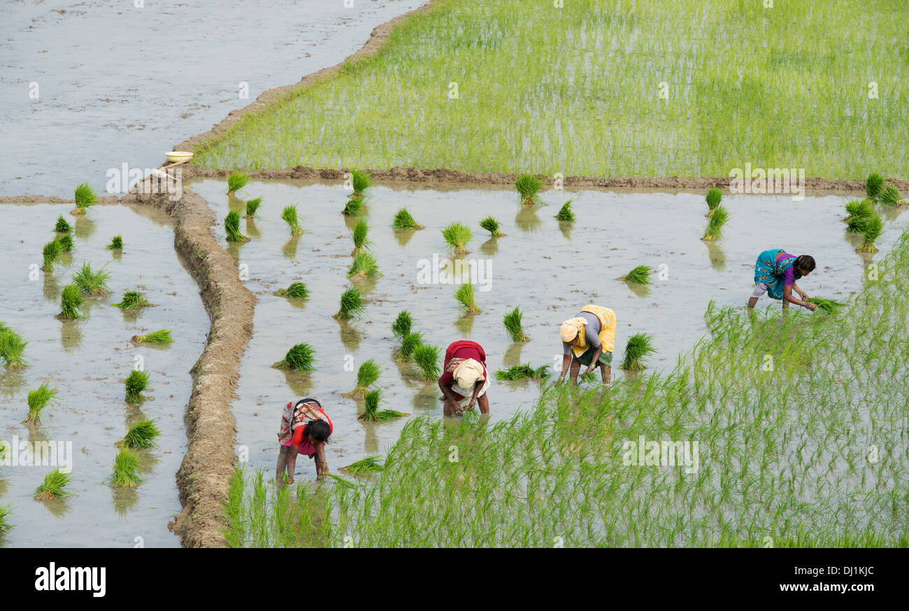 Les femmes indiennes plantent de jeunes plants de riz dans une rizière. L'Andhra Pradesh, Inde Banque D'Images