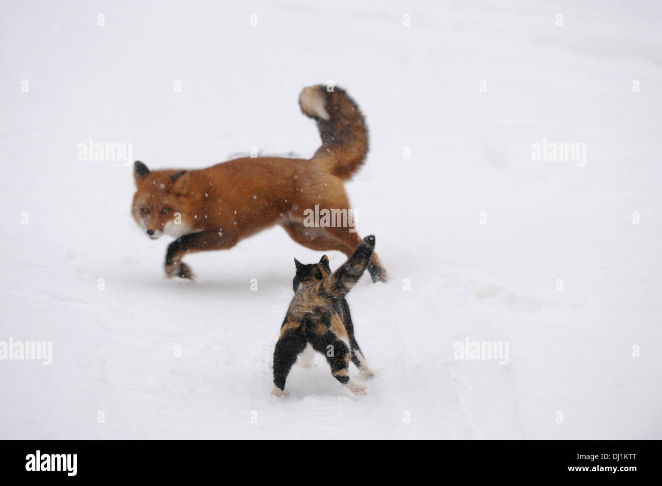 Le renard roux (Vulpes vulpes). Ryska le chat chasse un renard de la forêt de montagne. Zapovednik Kronotsky, Kamtchatka, Russie Banque D'Images