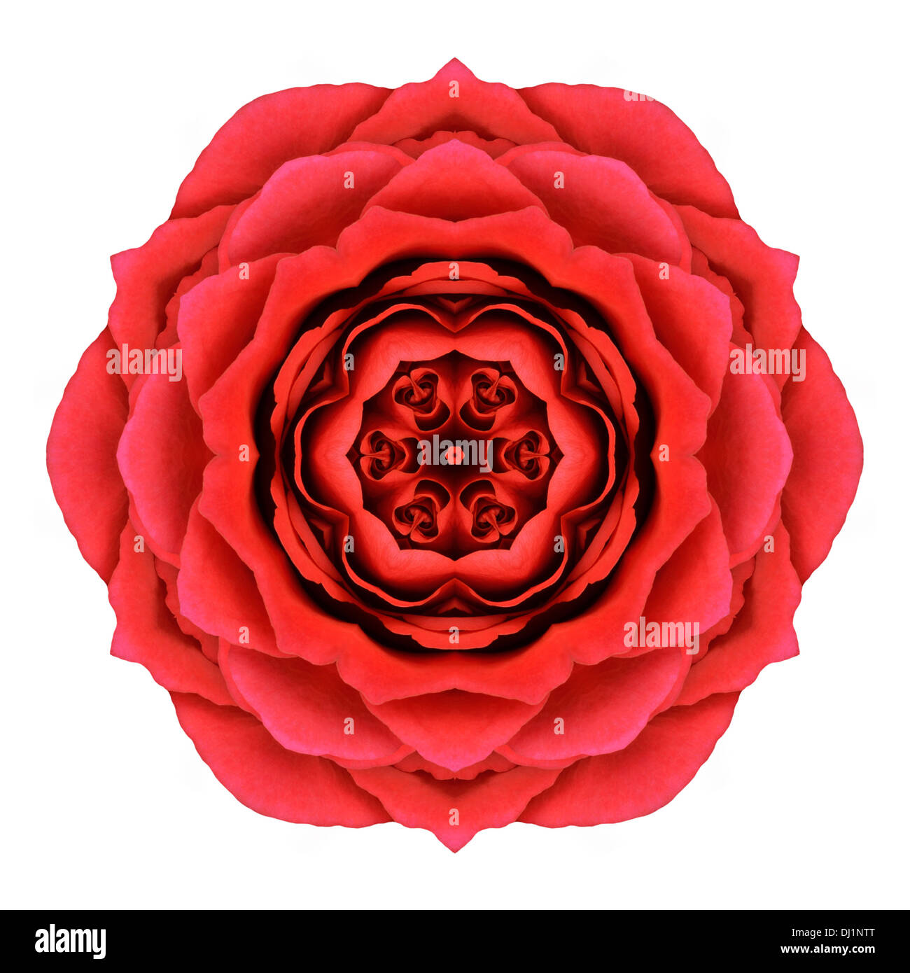Rose Fleur rouge Mandala kaléidoscopique isolé sur fond blanc Banque D'Images
