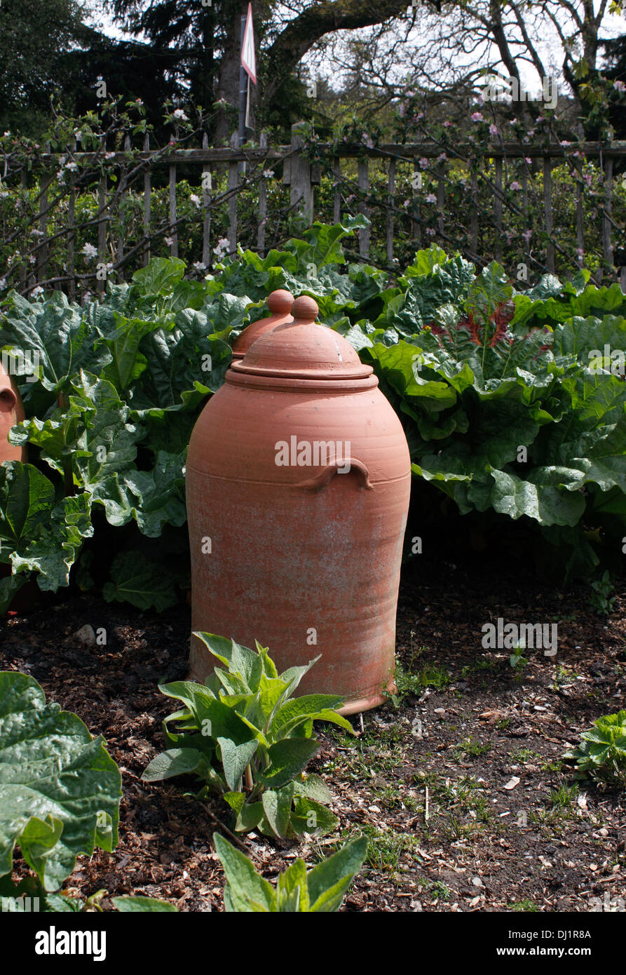La rhubarbe en terre cuite - Pots de forçage. RHEUM. Banque D'Images
