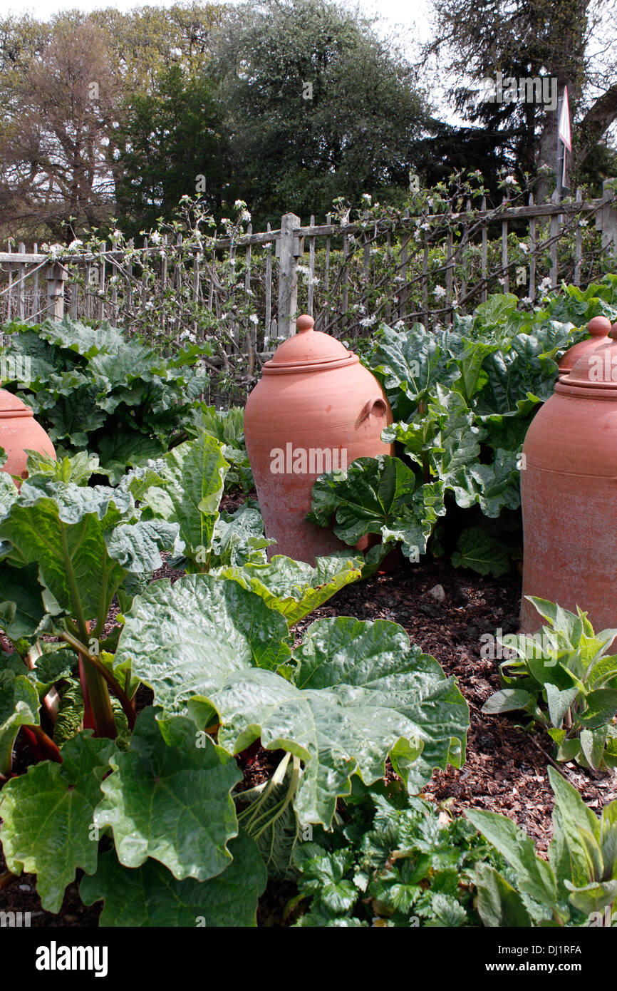La rhubarbe en terre cuite - Pots de forçage. RHEUM. Banque D'Images