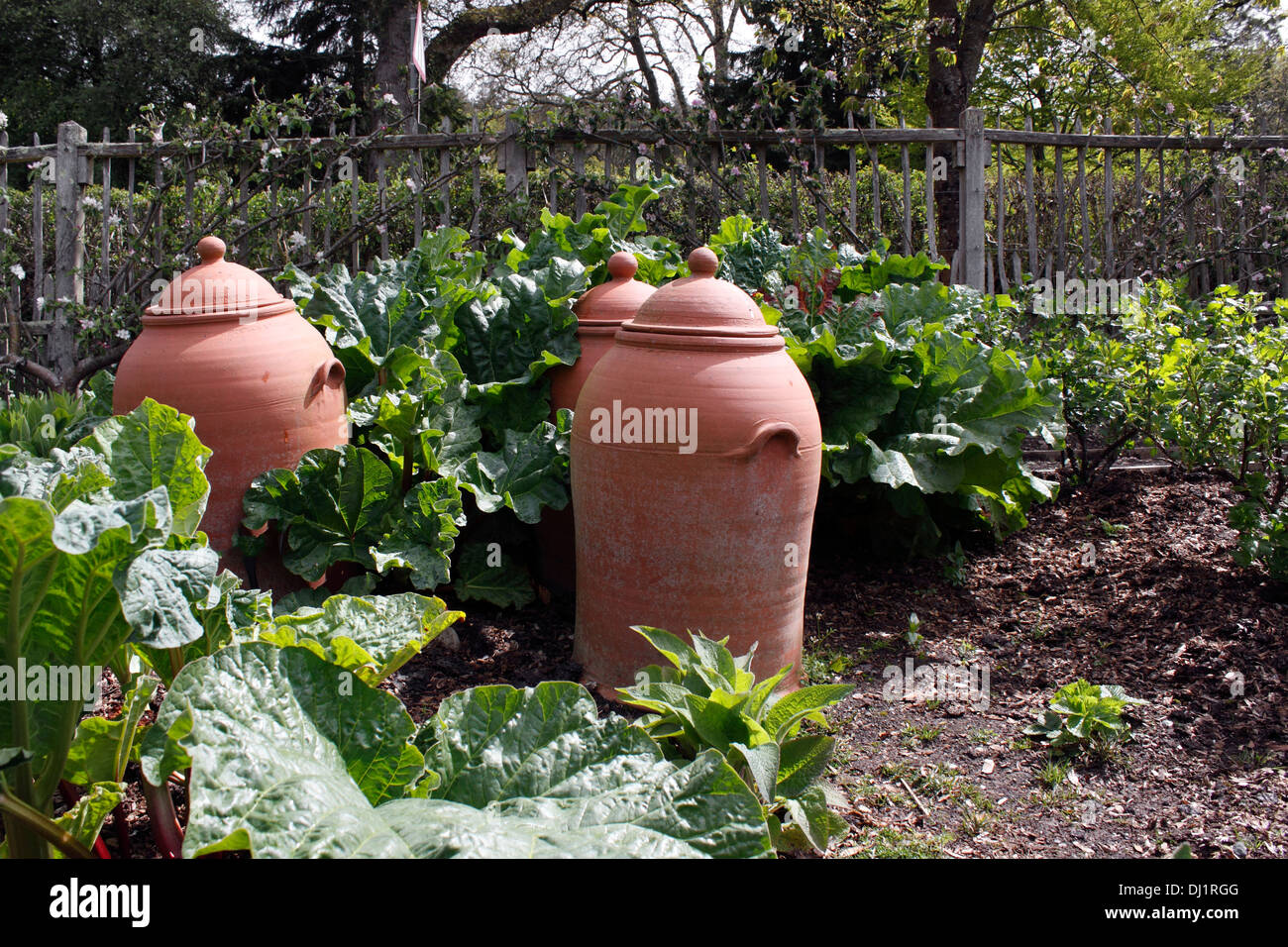 La rhubarbe en terre cuite - Pots de forçage. RHEUM. Banque D'Images