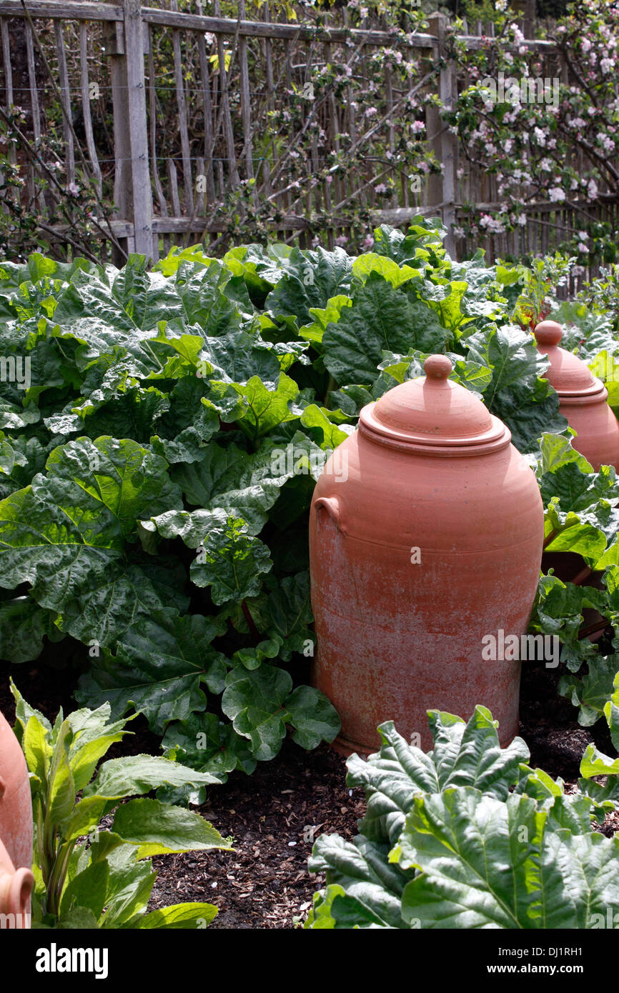 La rhubarbe en terre cuite - Pots de forçage. RHEUM. Banque D'Images