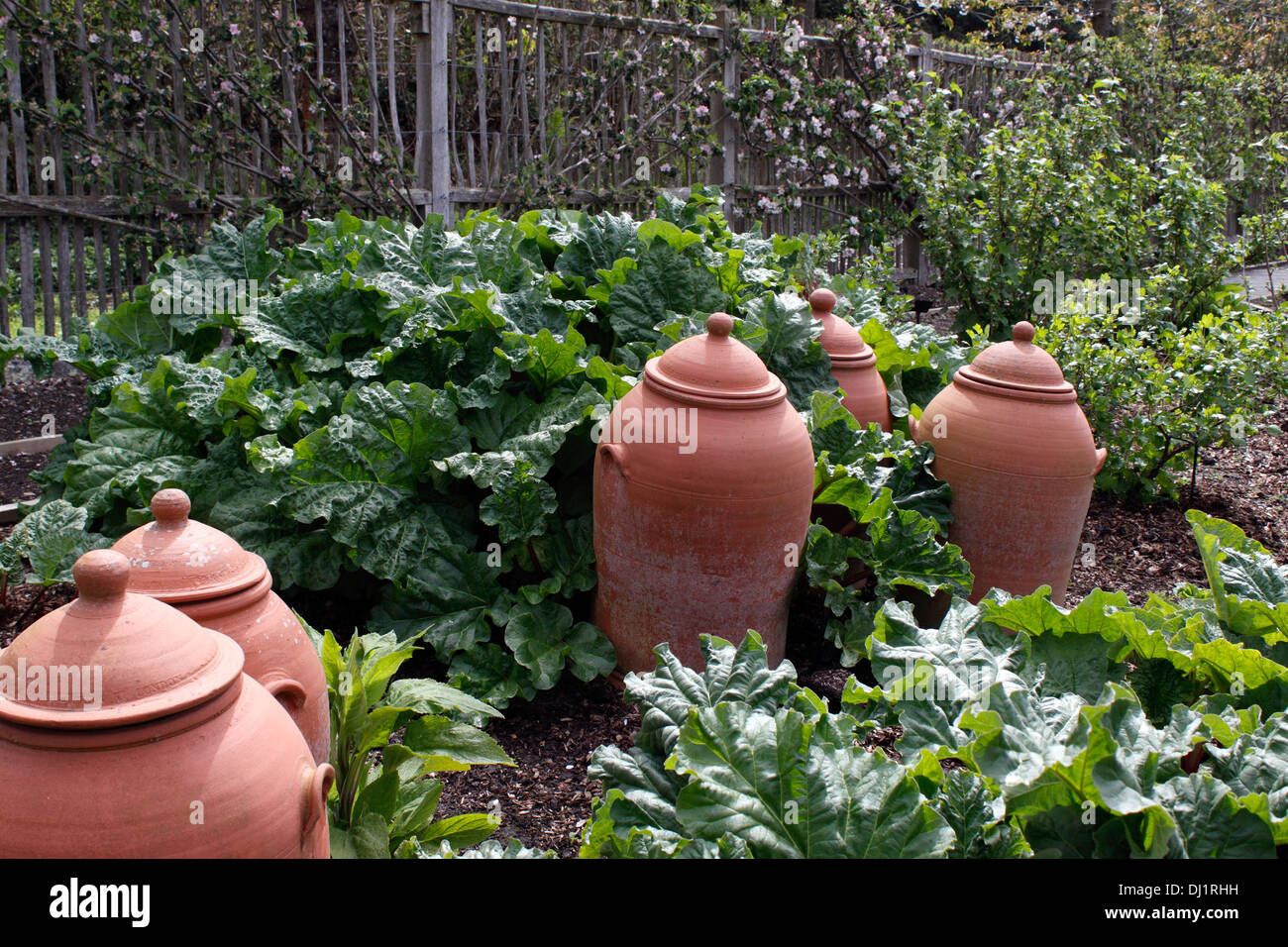 La rhubarbe en terre cuite - Pots de forçage. RHEUM. Banque D'Images