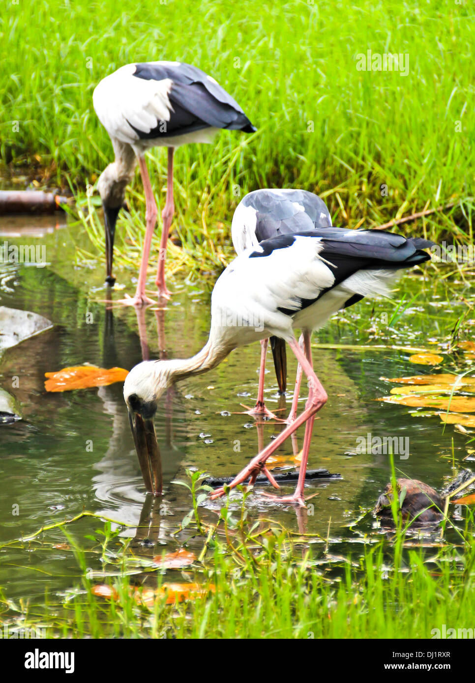 Bec ouvert, oiseau Cigogne Anastomus oscitante dans l'eau Banque D'Images