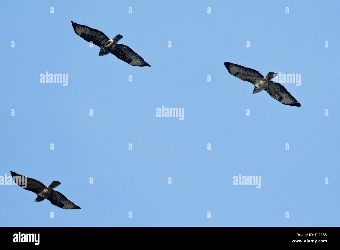 Buse variable (Buteo buteo) en vol sur la migration Banque D'Images