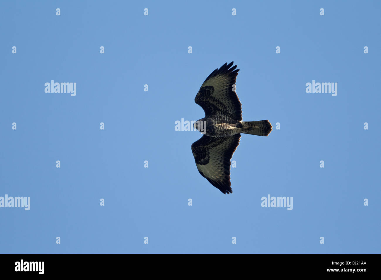 Buse variable (Buteo buteo) en vol. Banque D'Images
