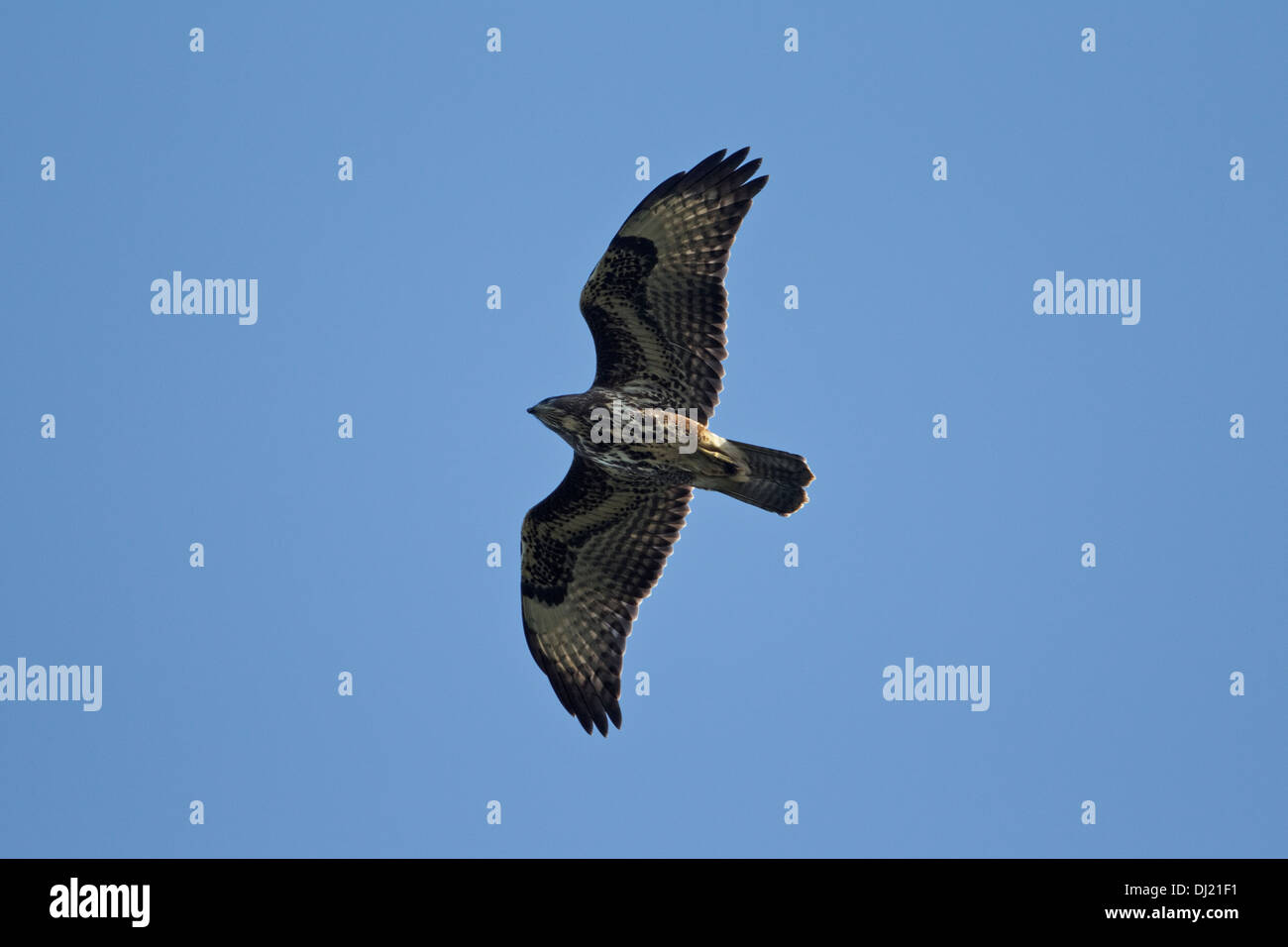 Buse variable (Buteo buteo) en vol. Banque D'Images