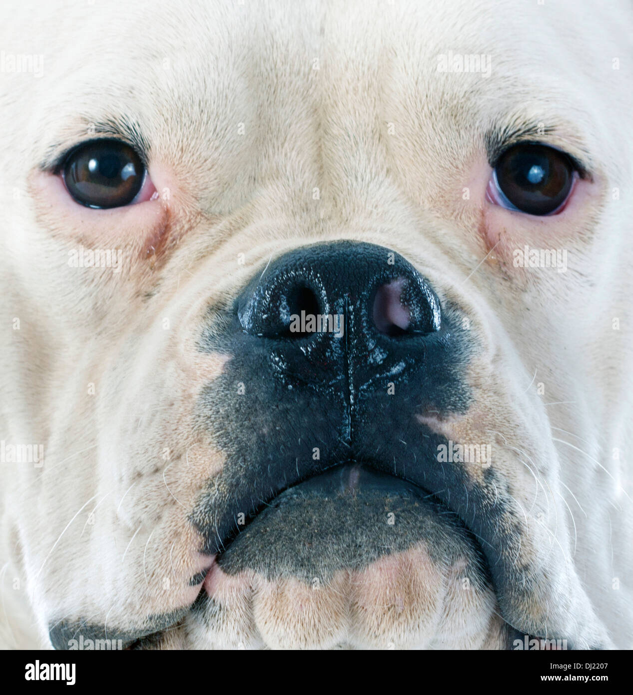 American Bulldog in front of white background Banque D'Images