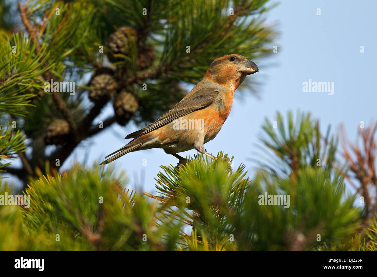 Bec-croisé des sapins (Loxia pytyopsittacus Parrot) Banque D'Images
