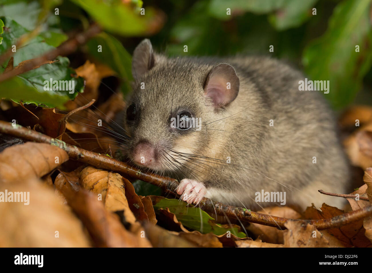 Loir, Glis glis Banque D'Images