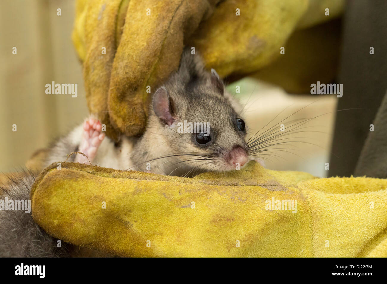 Loir, Glis glis. Un gardien gère une doormouse comestibles en captivité. Banque D'Images