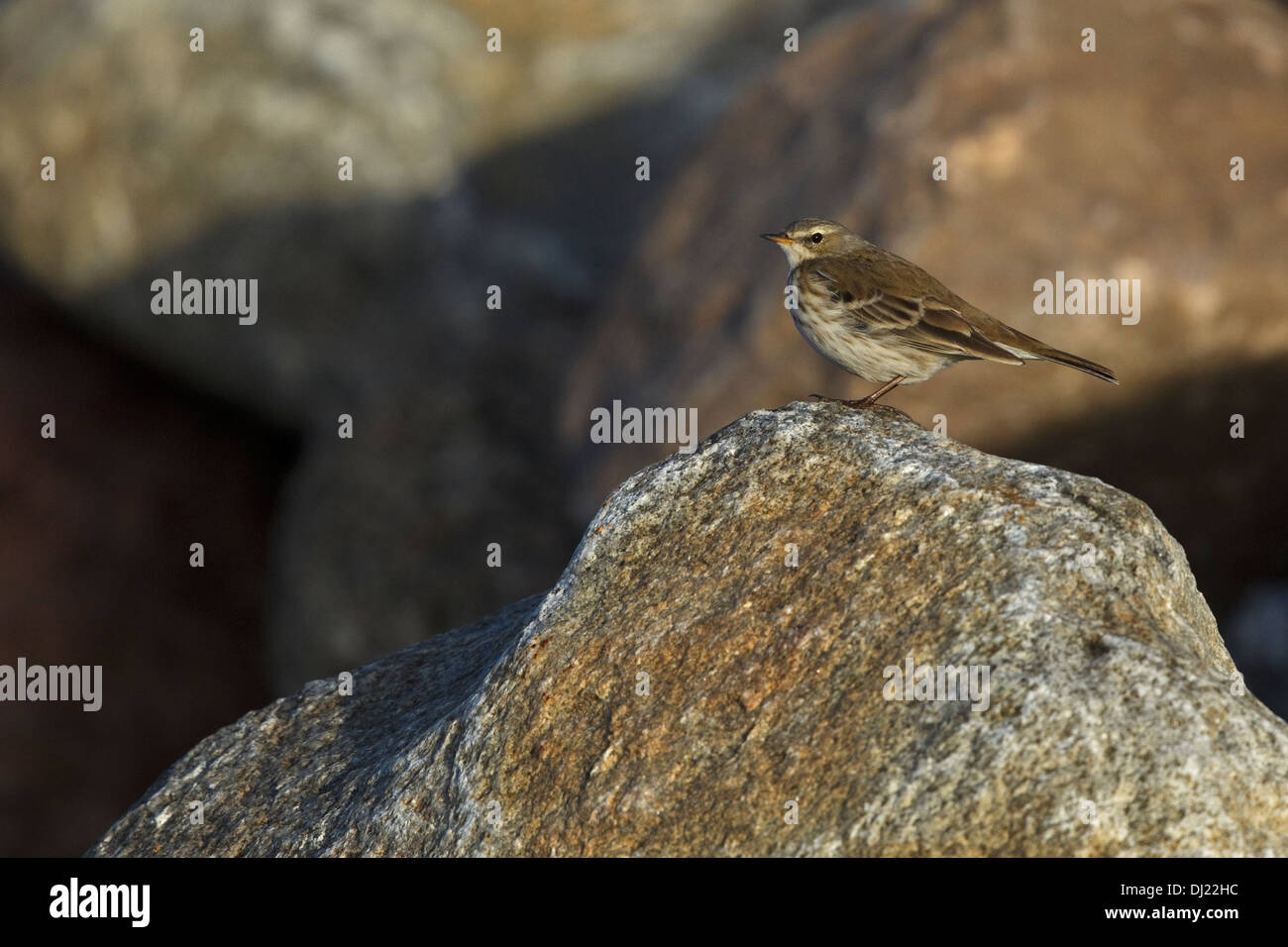 Le Pipit spioncelle (Anthus spinoletta) 1 cy Banque D'Images