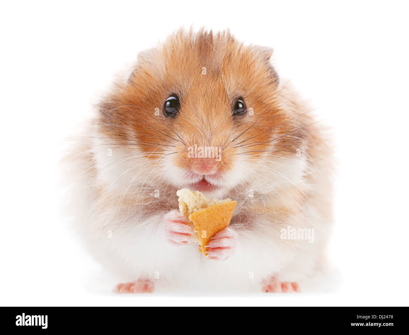 Pet Hamster eating cookie on white Banque D'Images