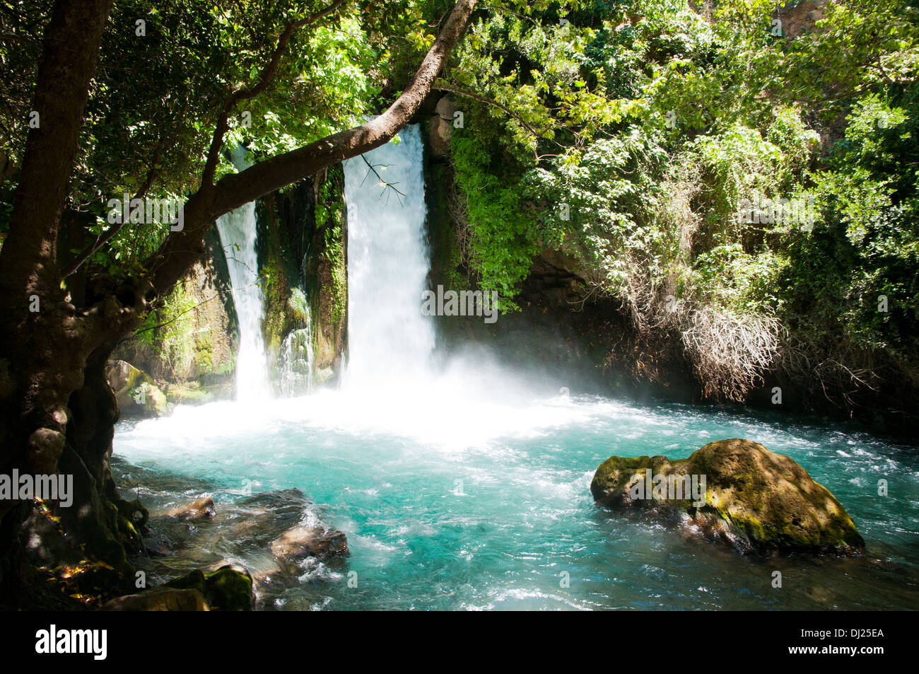 L'Hermon Stream réserve naturelle (Banias) Golan Israël Ce volet est l'une des sources du Jourdain Banque D'Images