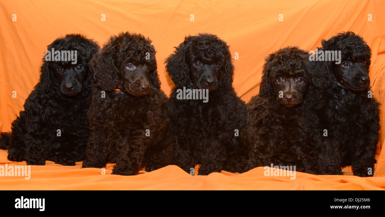 Cinq chiots caniche miniature noir face caméra sur fond orange Banque D'Images