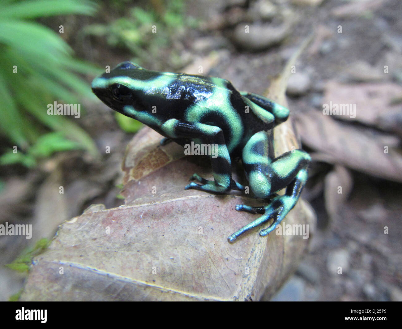 Dendrobates auratus, également connu sous le nom de green and black poison dart frog ou le vert et noir poison arrow frog. Banque D'Images
