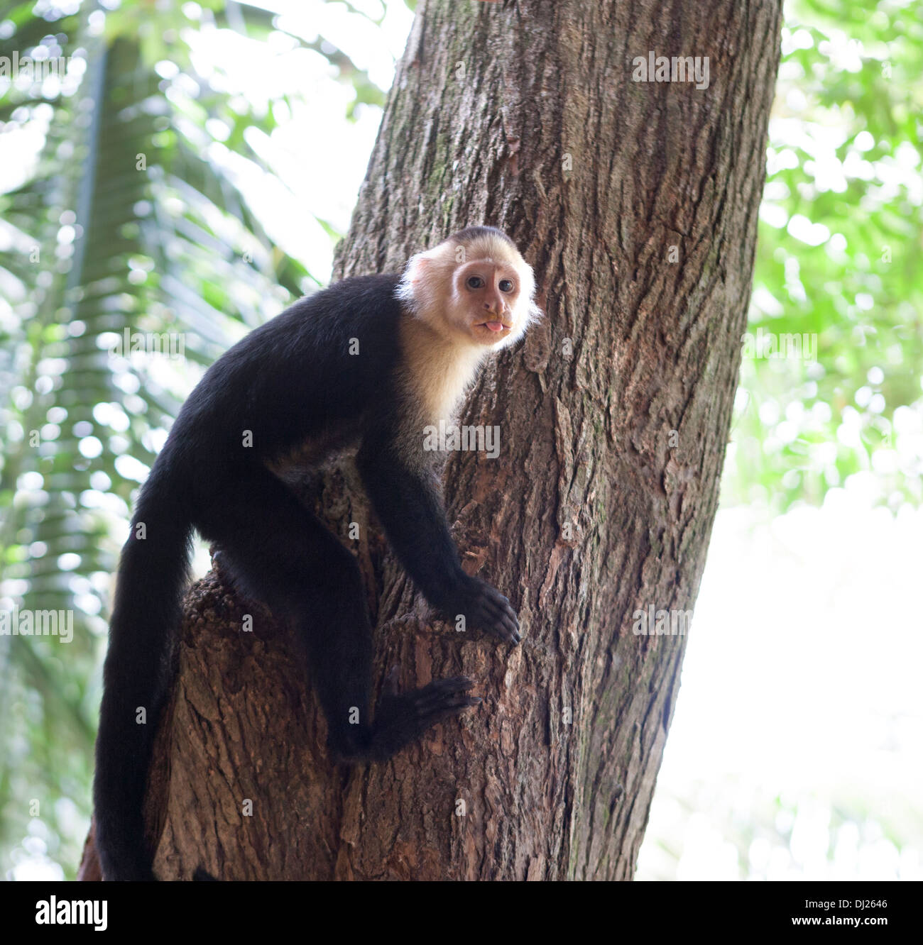 Singe-Écureuil d'Amérique centrale sur un arbre au Costa Rica Banque D'Images