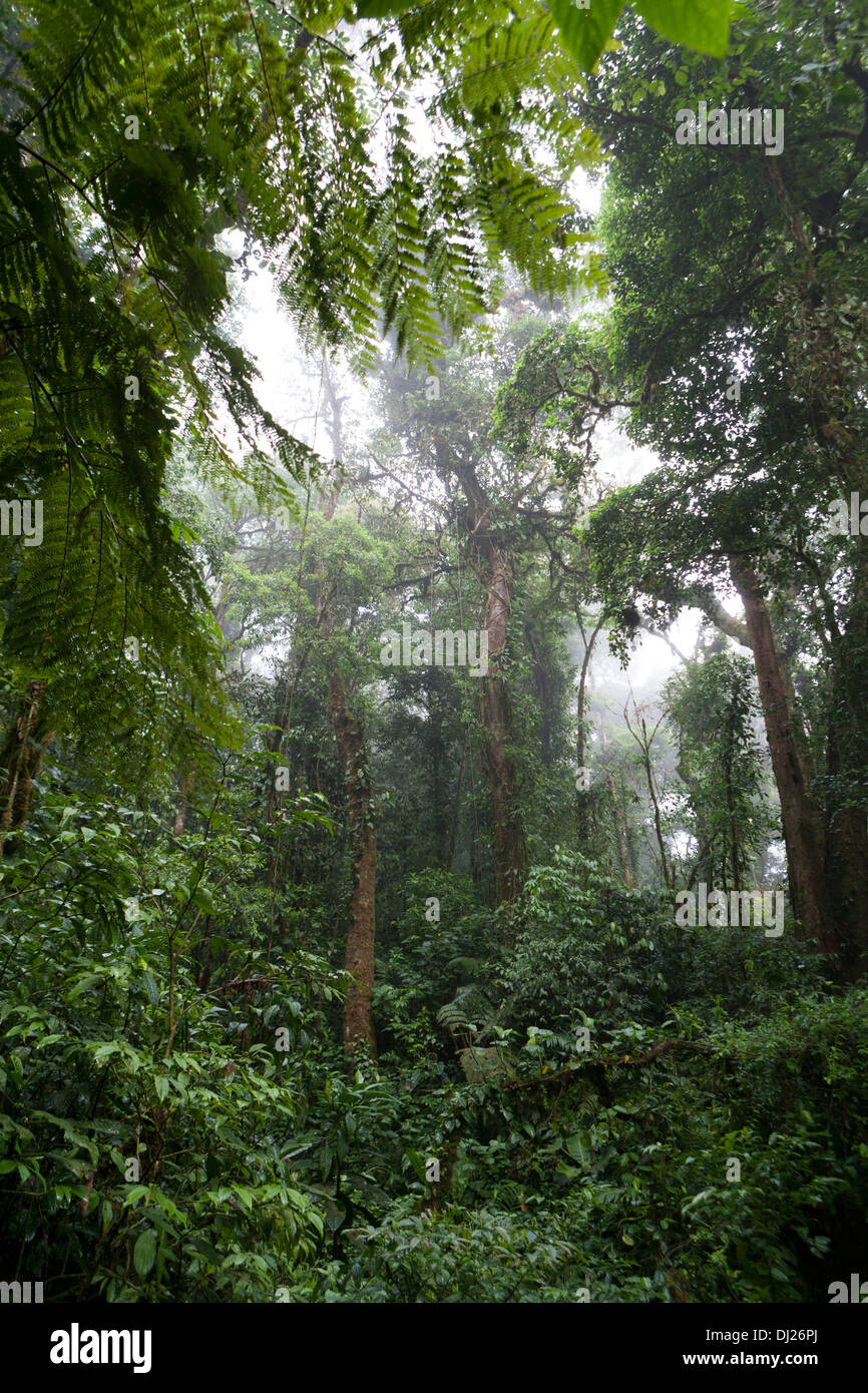 La réserve de la Forêt Nuageuse de Monteverde au Costa Rica. Banque D'Images