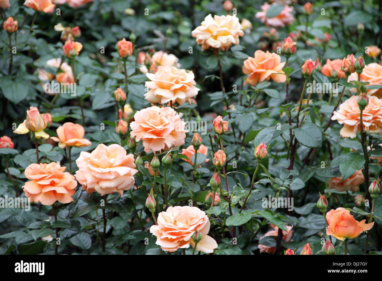 Jardin de roses Banque D'Images