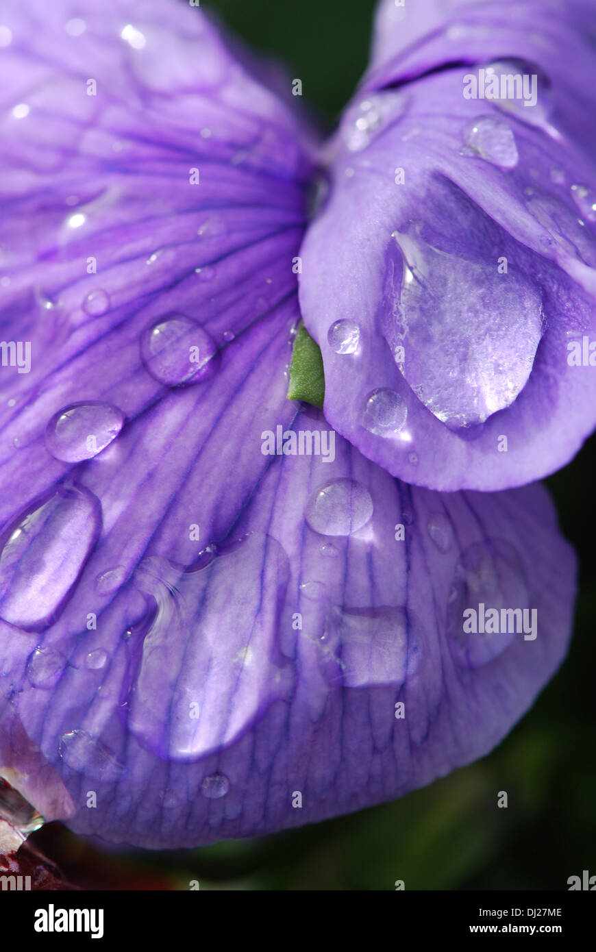 Plans rapprochés des gouttes sur l'Iris mauve Banque D'Images