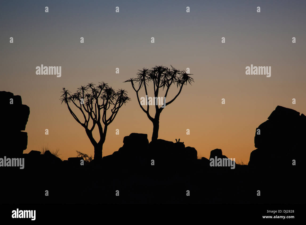 Silhouette de deux arbres carquois et Rock au coucher du soleil ; la Namibie Banque D'Images