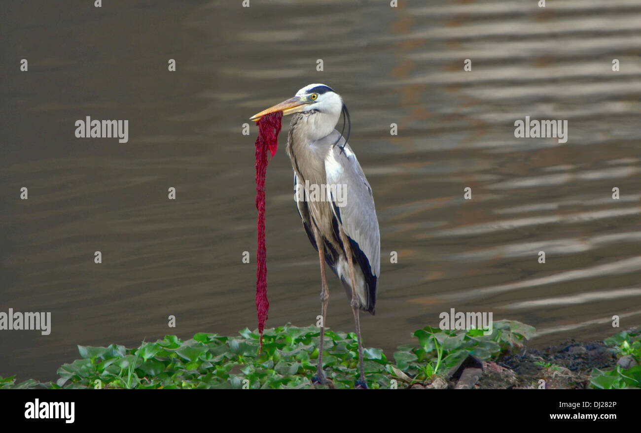 Le Héron cendré Ardea cinerea, Inde. Banque D'Images