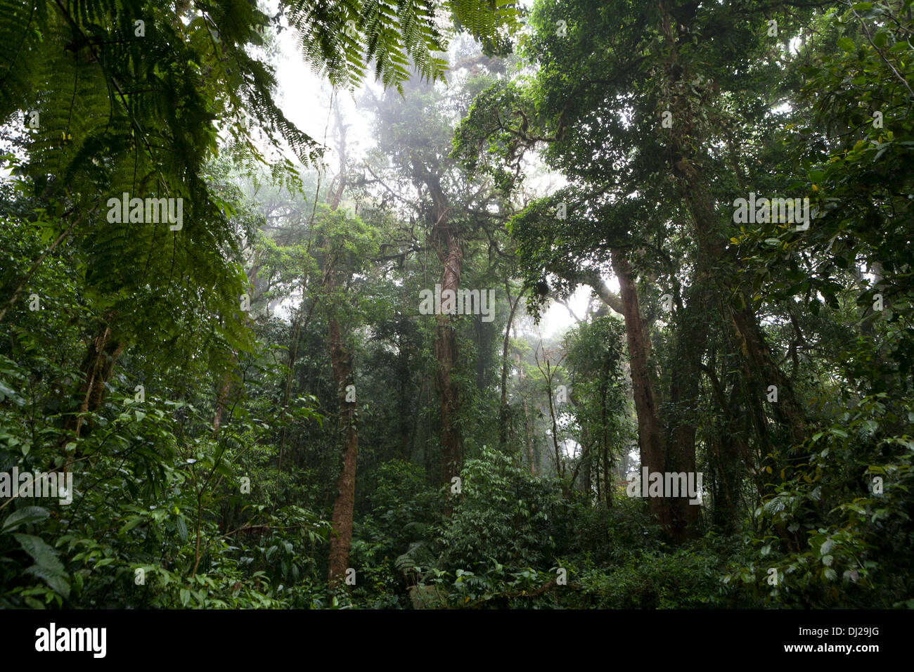 La réserve de la Forêt Nuageuse de Monteverde au Costa Rica. Banque D'Images