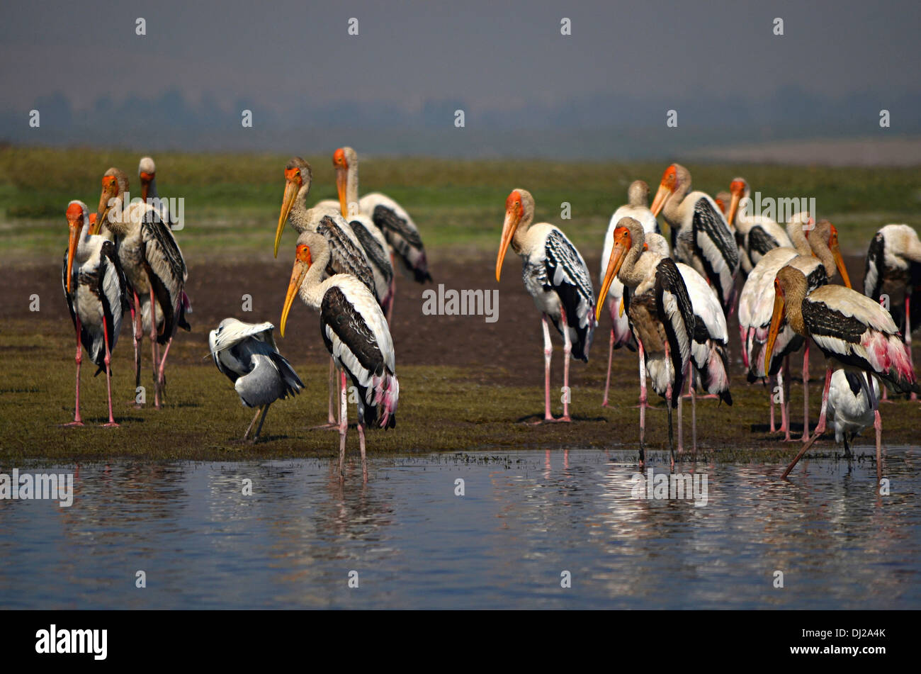 Le Stork Mycteria leucocephala, peint, en Inde. Banque D'Images