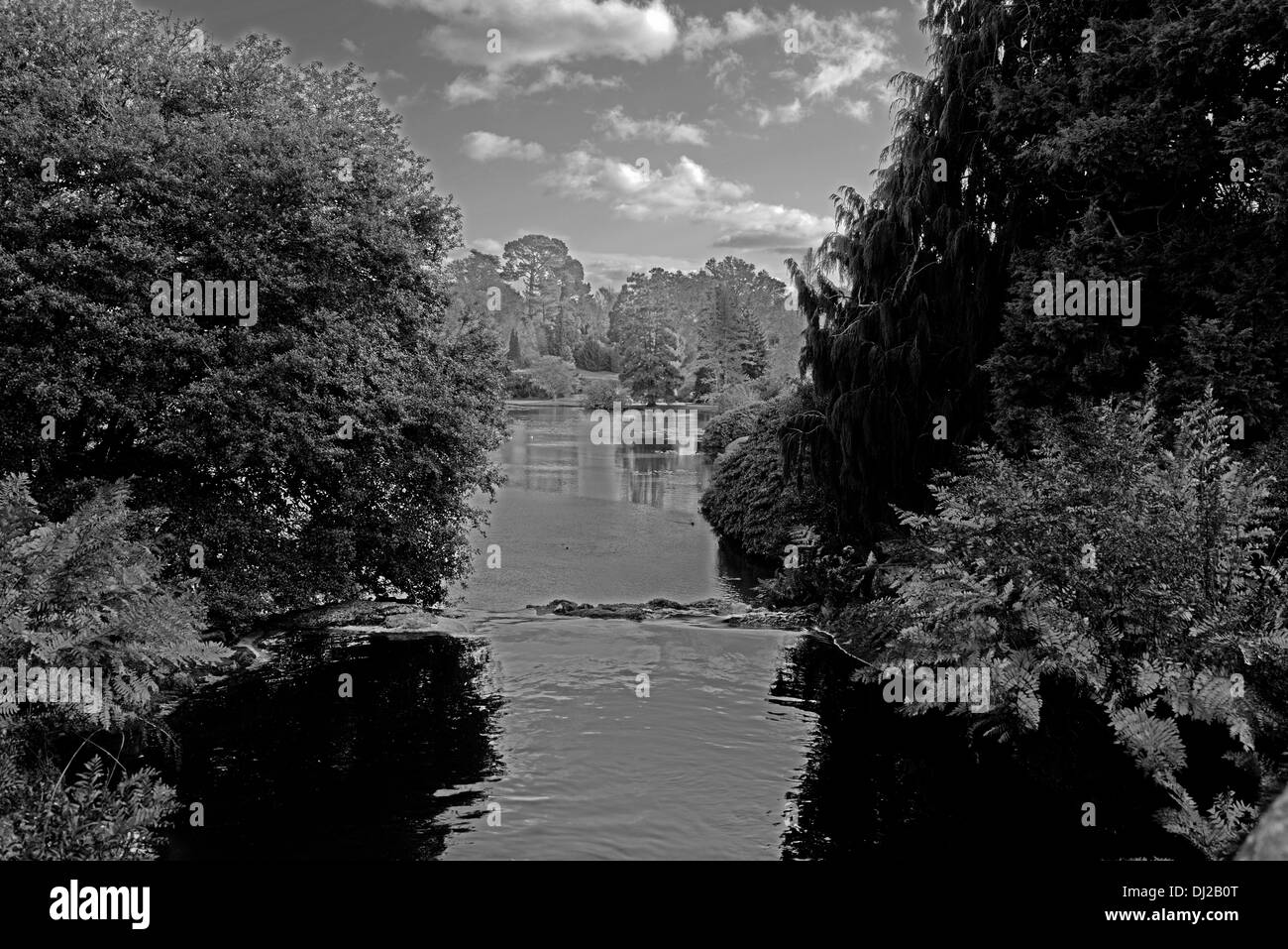 Pulham tombe sur le lac Middle à Sheffield Park, Uckfield, East Sussex, Angleterre, Royaume-Uni (National Trust). Le noir et blanc Banque D'Images
