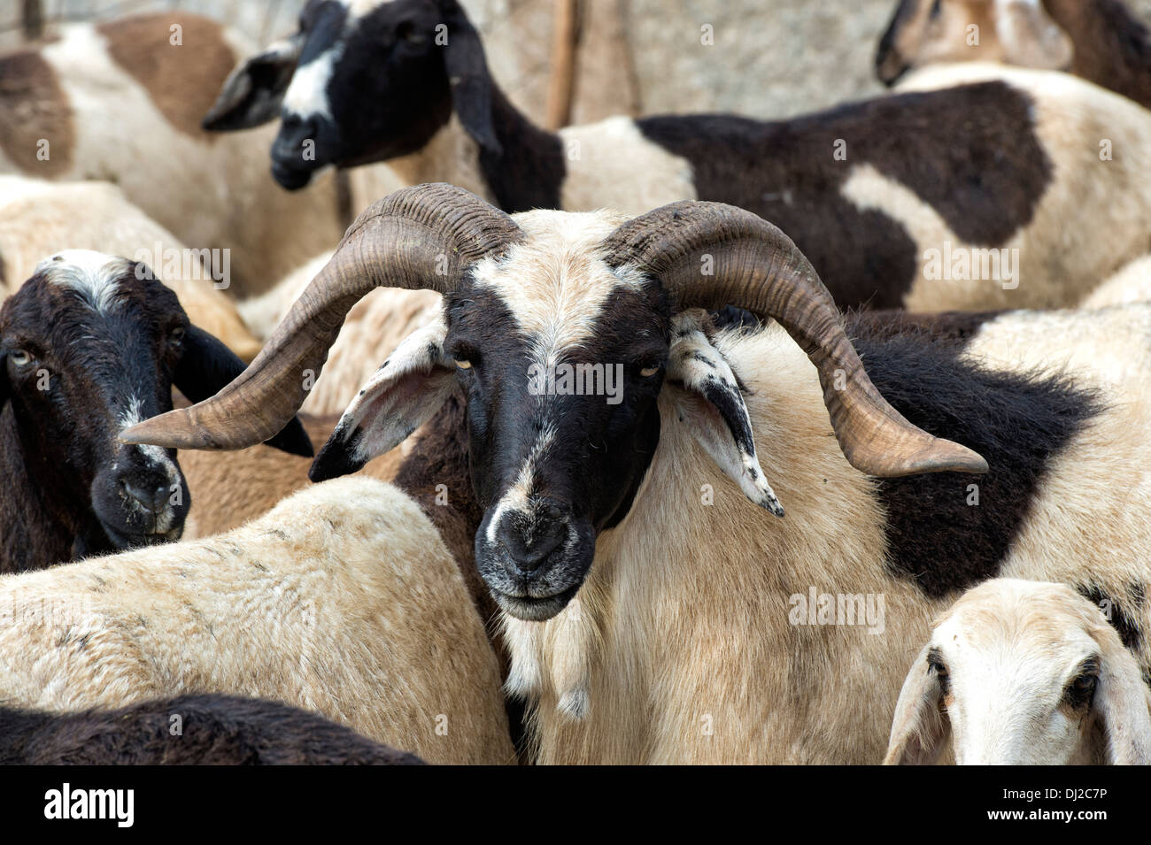Des troupeaux de chèvres domestiquées dans la campagne de l'Inde rurale, de l'Andhra Pradesh, Inde Banque D'Images