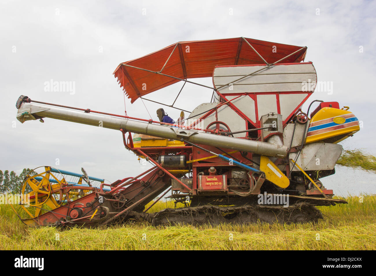 Combiner les céréales au cours de la récolte à la ferme au champ de riz Banque D'Images