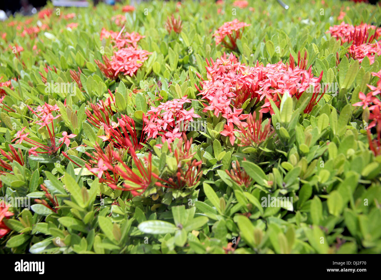 La photo de fleurs rouge tropical est Ixora fleurs dans le jardin. Banque D'Images