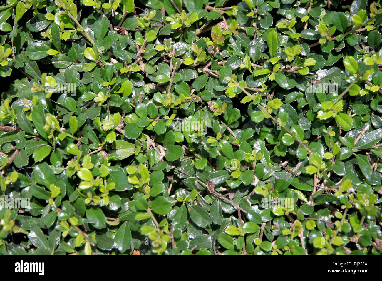 Focus Photo feuilles vertes dans l'arrière-cour. Banque D'Images