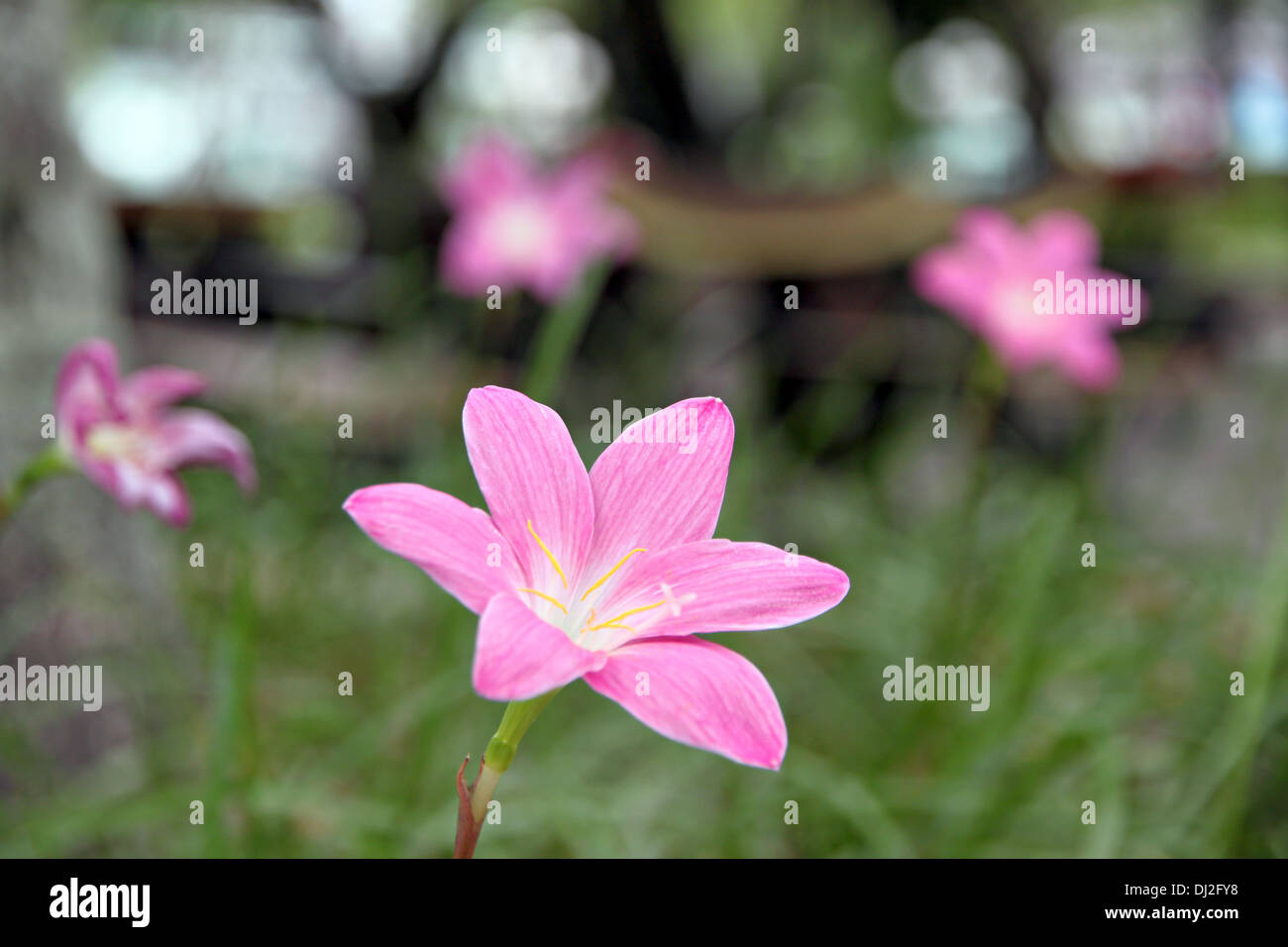 Le gros plan Photo fleurs roses dans les tropiques,Thailnad. Banque D'Images
