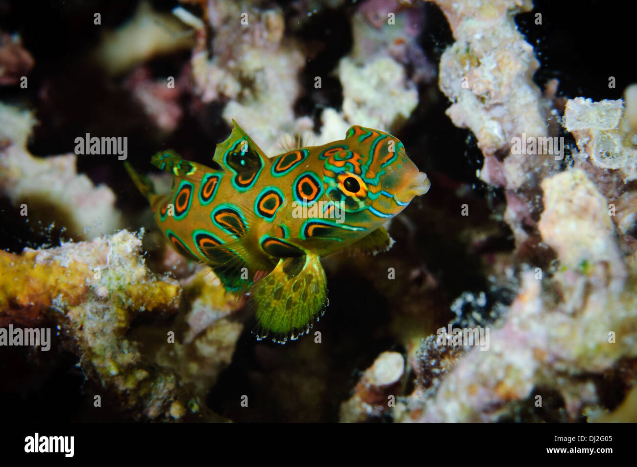 Dragonet pittoresque, Maratua, Kalimantan, Indonésie. Banque D'Images