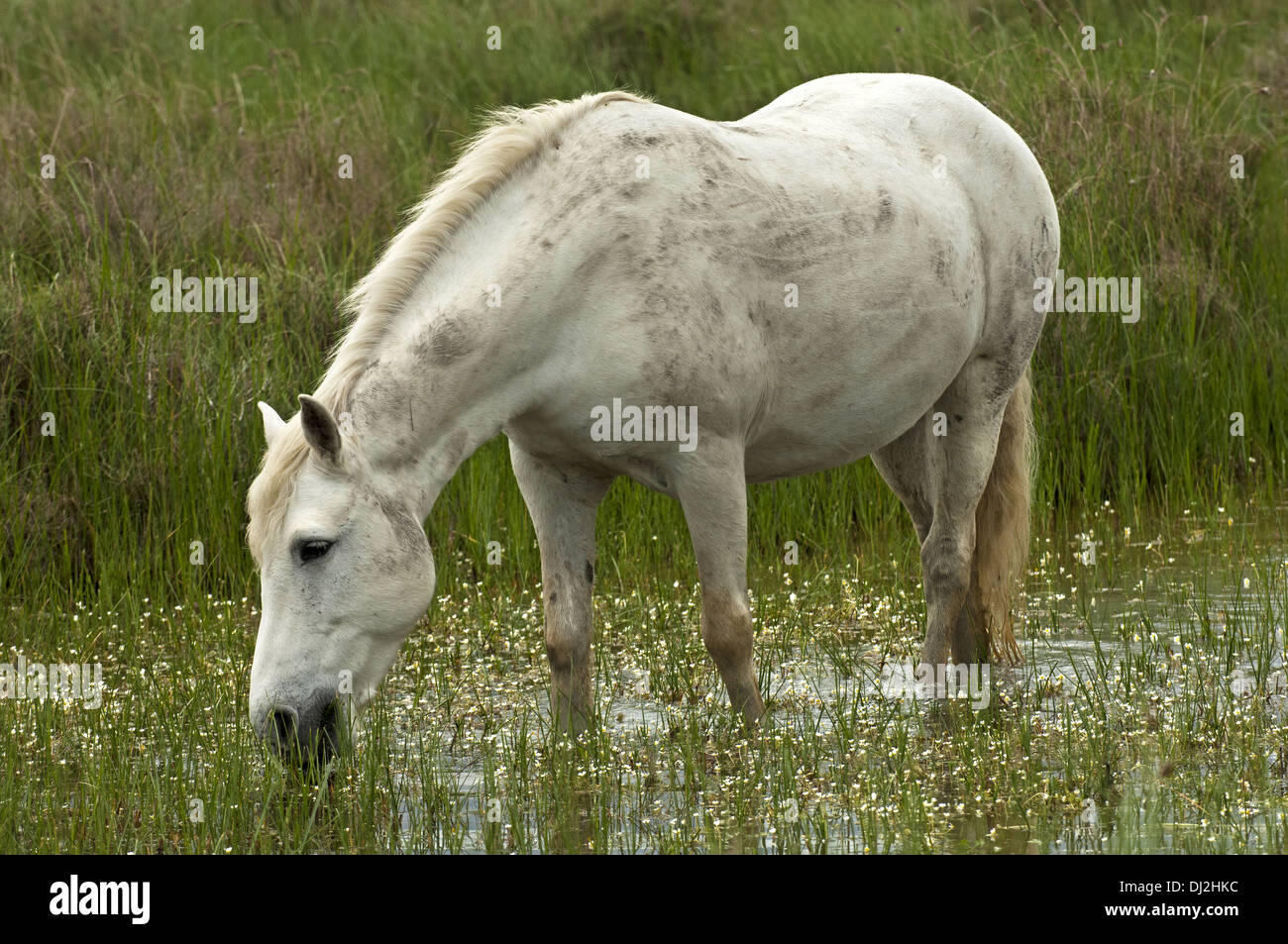 Cheval Camargue dans une zone humide Banque D'Images