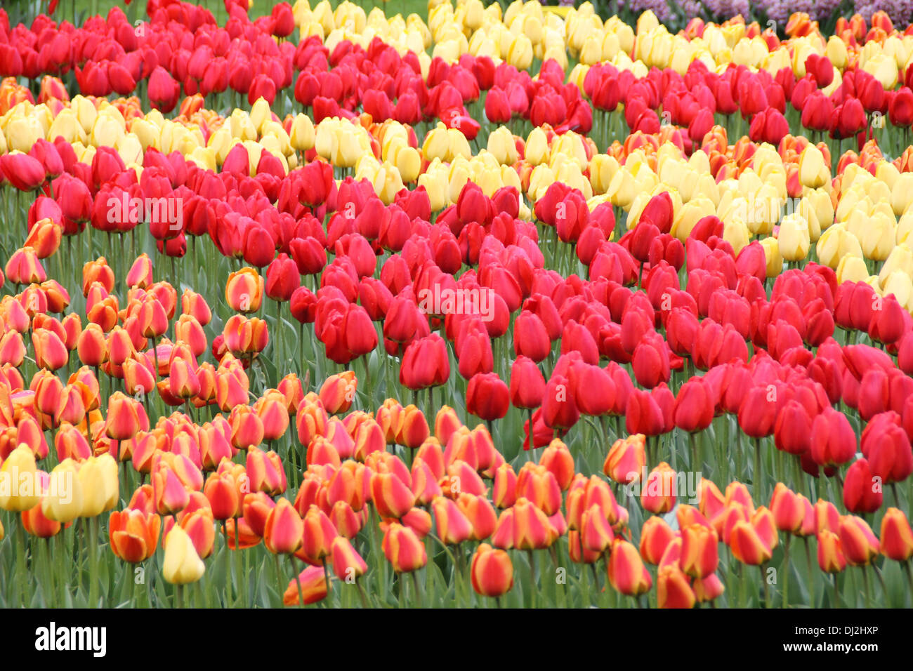Un tulipes colorées Banque D'Images