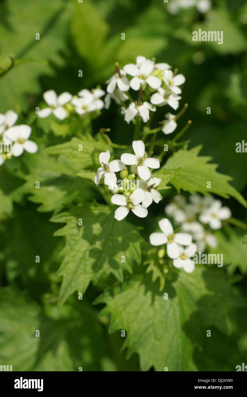 Ail de la haie Banque D'Images